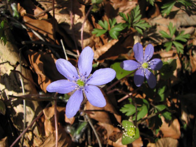 Ojstrica-Kopinškova (kdaj drugič), 14.04.2007 - foto povečava