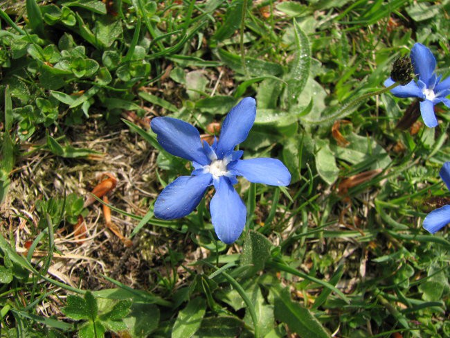 Blegoš, 13.05.2007 - foto povečava