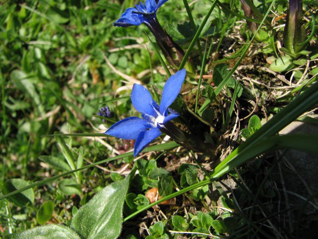 Golica, 19.05.2007 - foto povečava