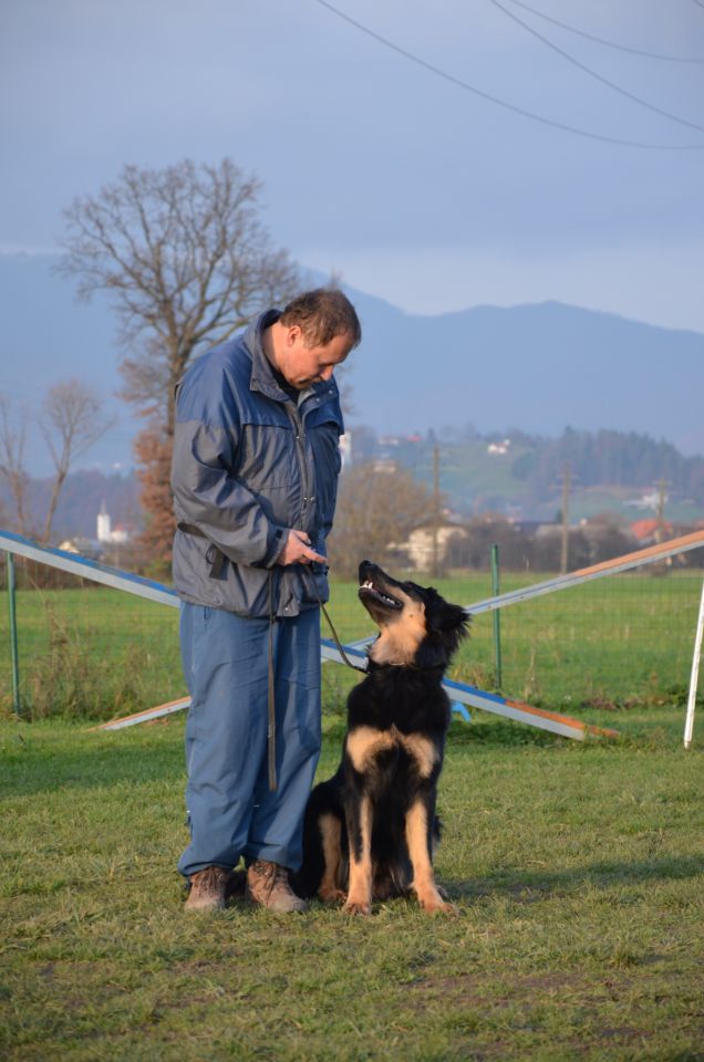 Pasja šola Celea Celje - foto povečava