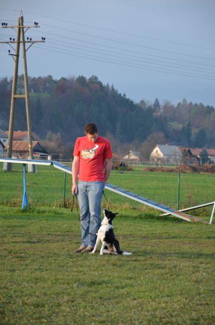 Pasja šola Celea Celje - foto