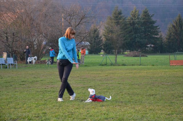 Pasja šola Celea Celje - foto