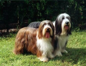 Bearded collie - foto