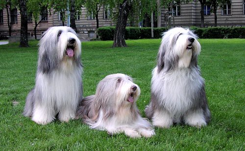 Bearded collie - foto