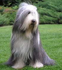 Bearded collie - foto