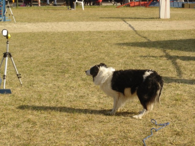 Agility Gor. Radgona - foto