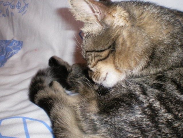 Mitri-gaj - foto