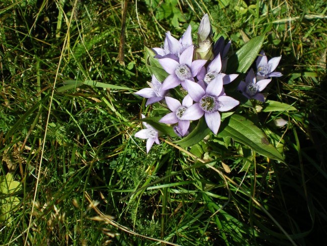 Velika planina in ... - foto povečava