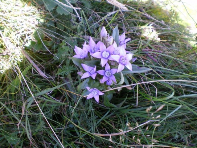 Velika planina in ... - foto