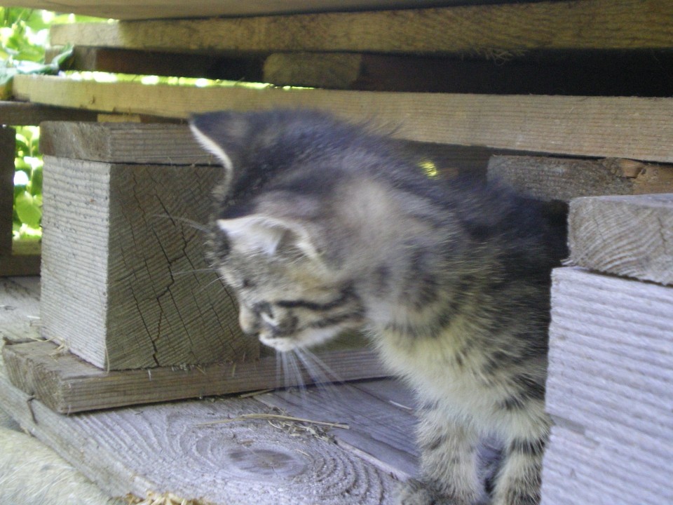 Vikica z mladički - foto povečava