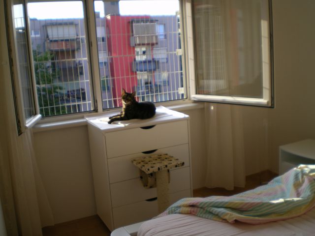 Sončica - foto