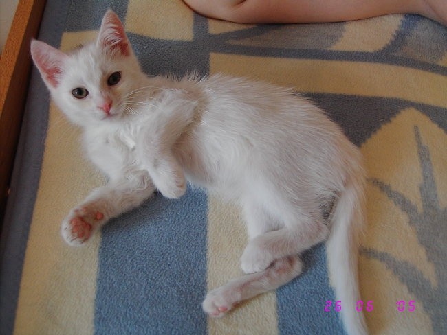 sweety