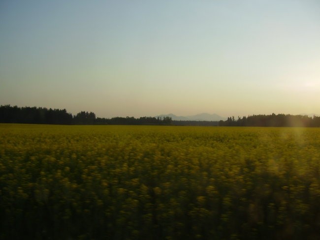 Ambasada gavioli in 1 dan morja - foto povečava