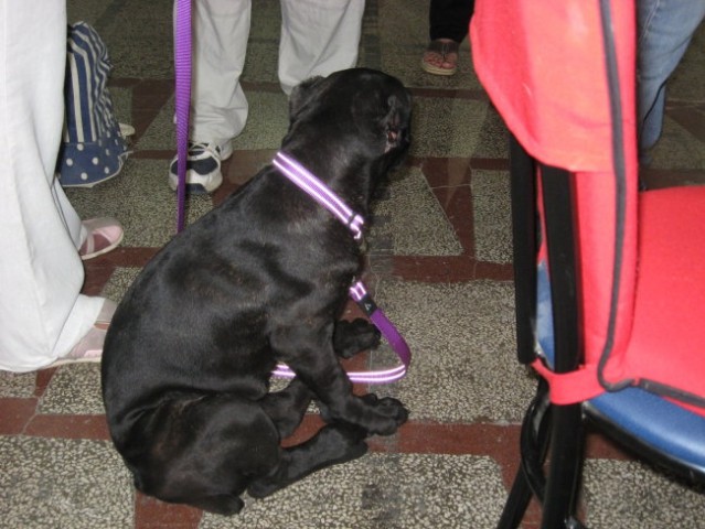 Euro dog show 2007 - foto