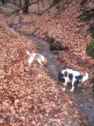 Kavalirsko srecanje - jan 2008 - foto povečava