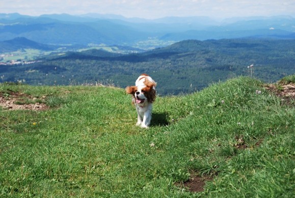 Elly poletje 2008 - foto povečava