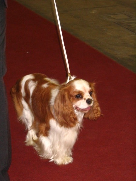 Euro Dog Show Zagreb 2007 - foto povečava