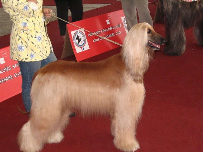Euro Dog Show Zagreb 2007 - foto povečava