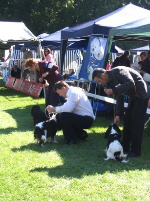 CACIB Varazdin 2007 - foto