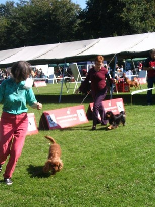 CACIB Varazdin 2007 - foto povečava