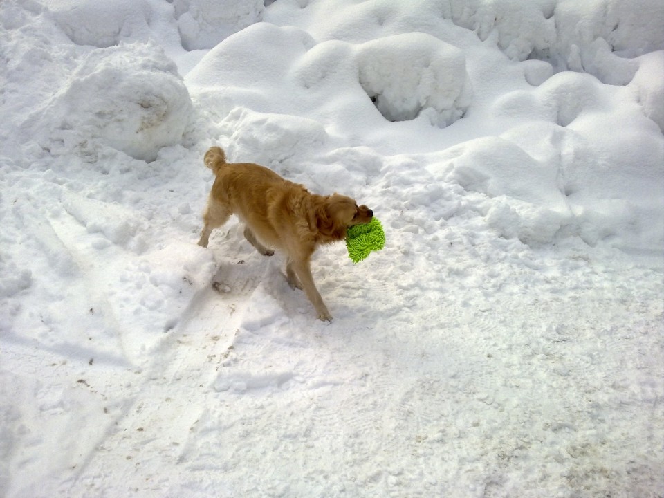 Soriška planina - 3.1.09 - foto povečava