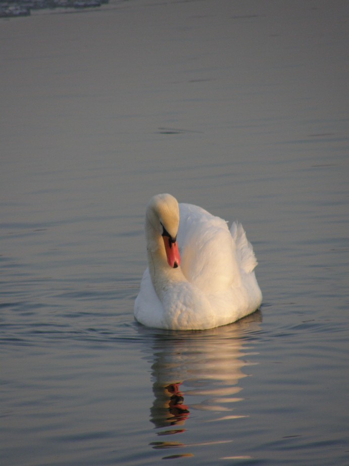 Narava - foto povečava