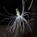 Habenaria medusa