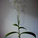 Habenaria medusa