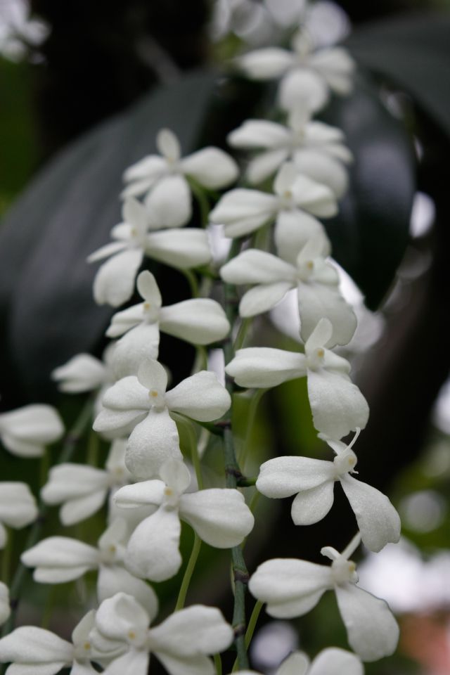 Aerangis citrata