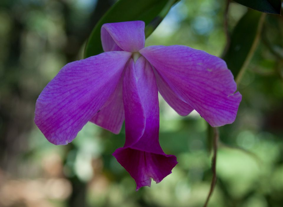 Laelia pumila