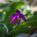 Phalaenopsis pulchra