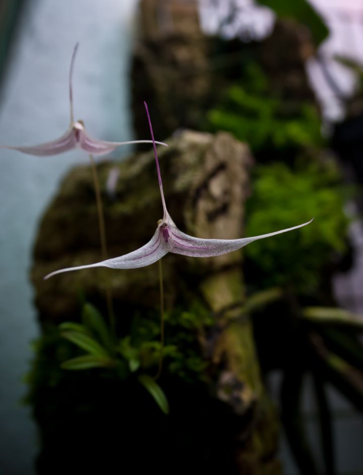 Trisetella hoeijeri