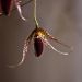 Pleurothallis megalops