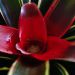 Aechmea nudicaulis hibrid