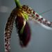 Pleurothallis megalops