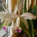 Cattleya intermedia x warscewiczii