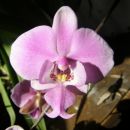 Phalaenopsis schilleriana