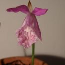 Pleione bulbocodioides