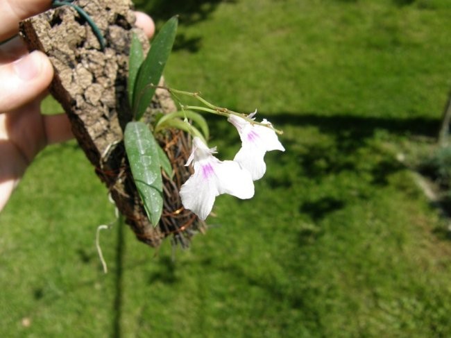 Ionopsis paniculata