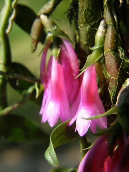 Dendrobium dichaeoides