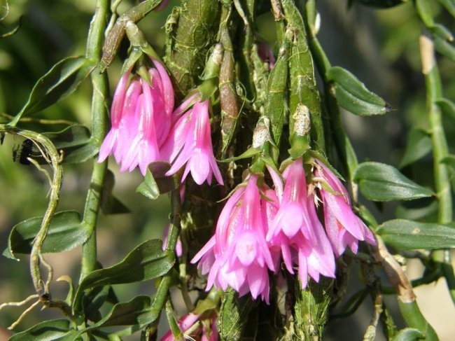 Dendrobium dichaeoides