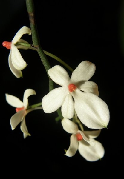 AERANGIS LUTEO-ALBA VAR. RHODOSTICTA