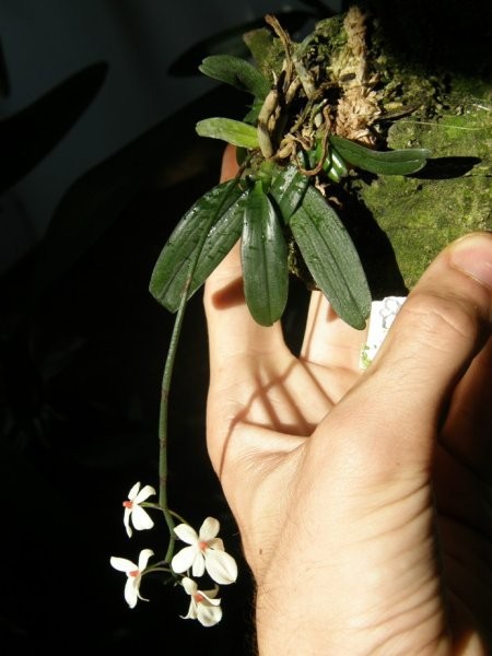 AERANGIS LUTEO-ALBA VAR. RHODOSTICTA