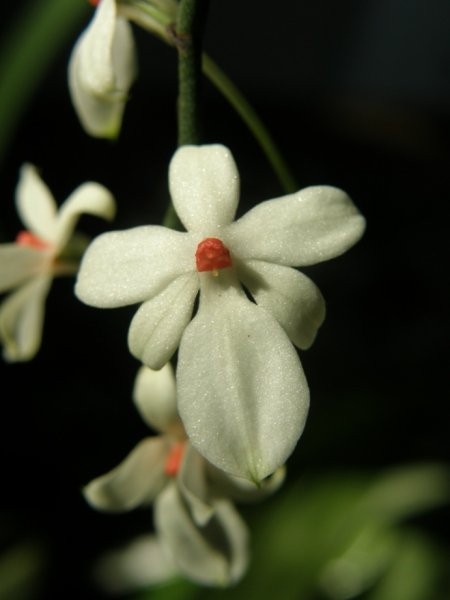 AERANGIS LUTEO-ALBA VAR. RHODOSTICTA