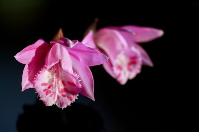 Pleione chunii