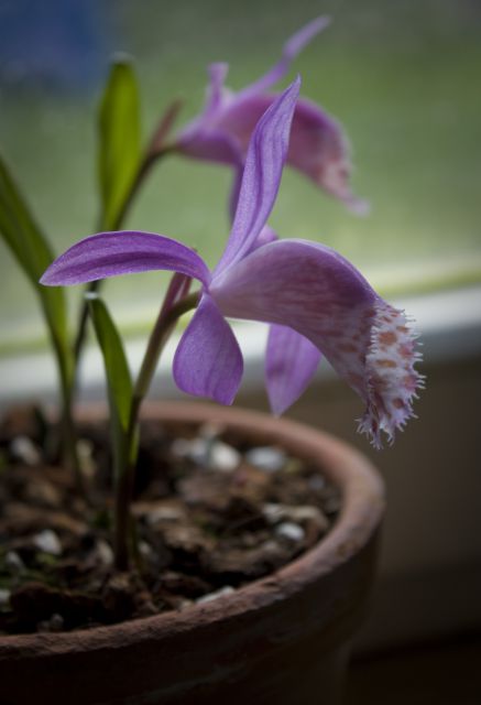 Pleione  limprichtii