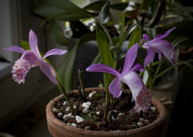 Pleione  limprichtii