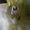 Masdevallia xanthina ssp. pallida