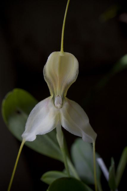 Masdevallia xanthina ssp. pallida