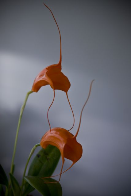 Masdevallia hirtzii